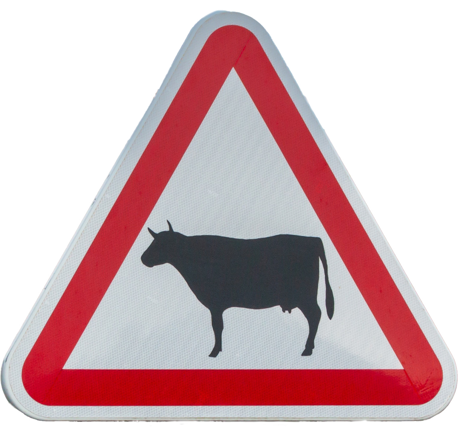 Portuguese road sign alerting drivers to cows.